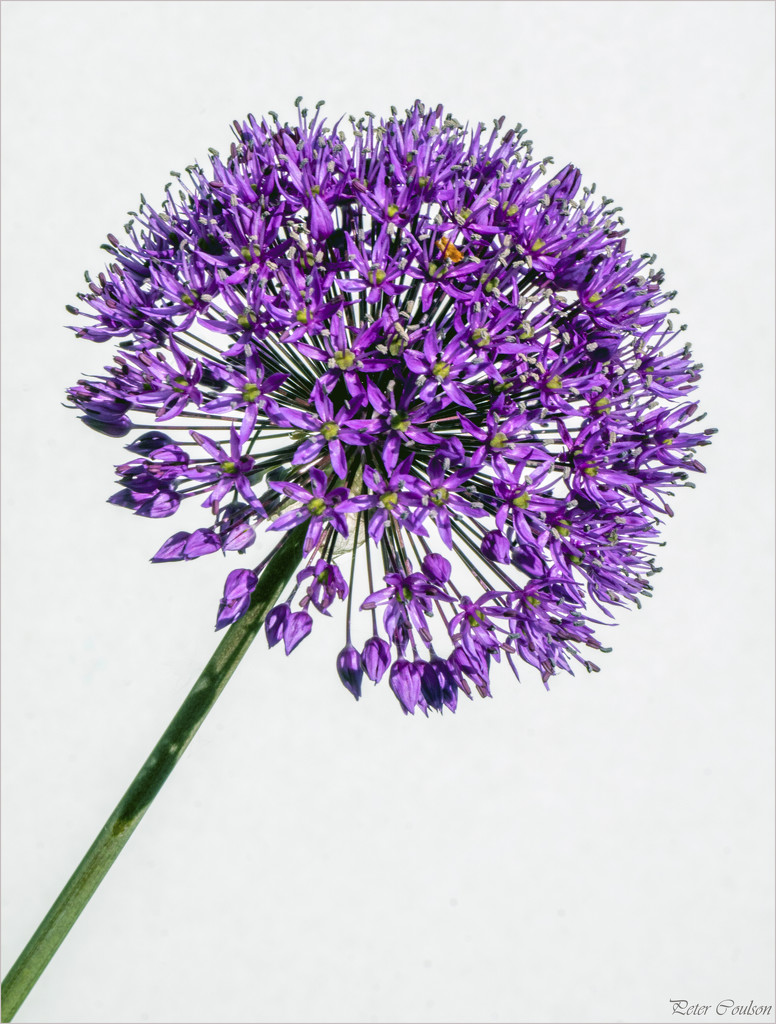 Isolated Allium by pcoulson
