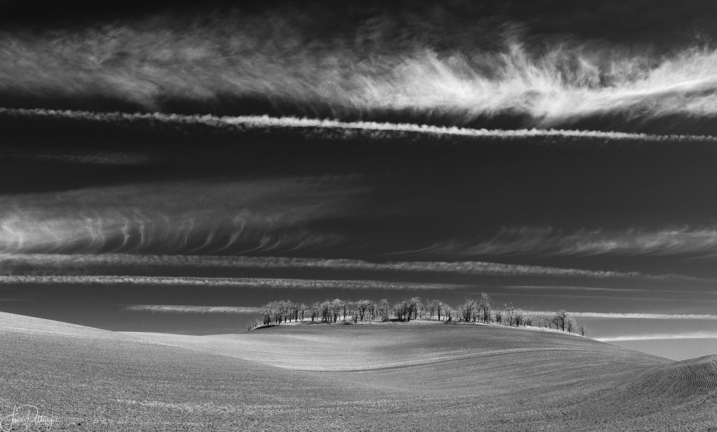 Black and White Trees In the Rolling Hills  by jgpittenger