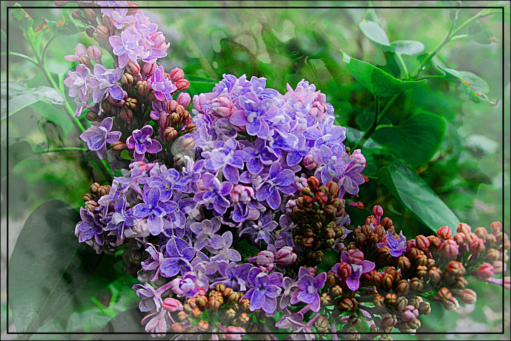 For the Love of Lilacs by olivetreeann
