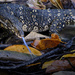 Blue-tongued monitor lizard by dkbarnett