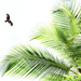 Coconut palm and kite by dkbarnett