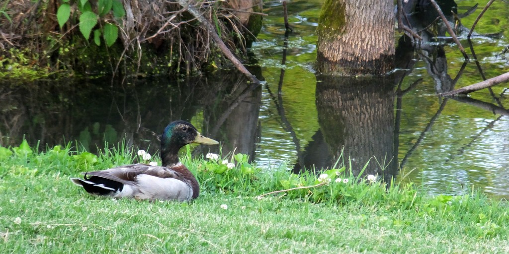duck...Duck...DUCK by linnypinny