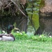 duck...Duck...DUCK by linnypinny