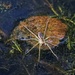 LHG_5021 Fishing spider by rontu