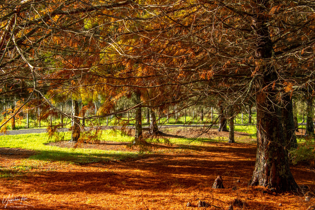 Autumn colours by yorkshirekiwi