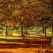 Autumn colours by yorkshirekiwi