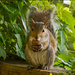 Squirrel Tearing Into Her Walnut! by rickster549