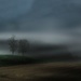 Misty Morning Light  by digitalrn