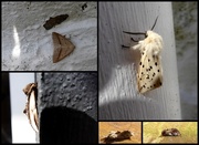 24th May 2018 - Garden moths 8