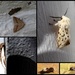 Garden moths 8 by steveandkerry