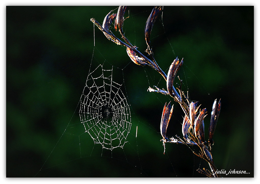 Cob Web on the Flax Flower by julzmaioro