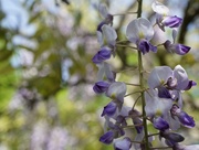 24th May 2018 - wisteria and bokeh
