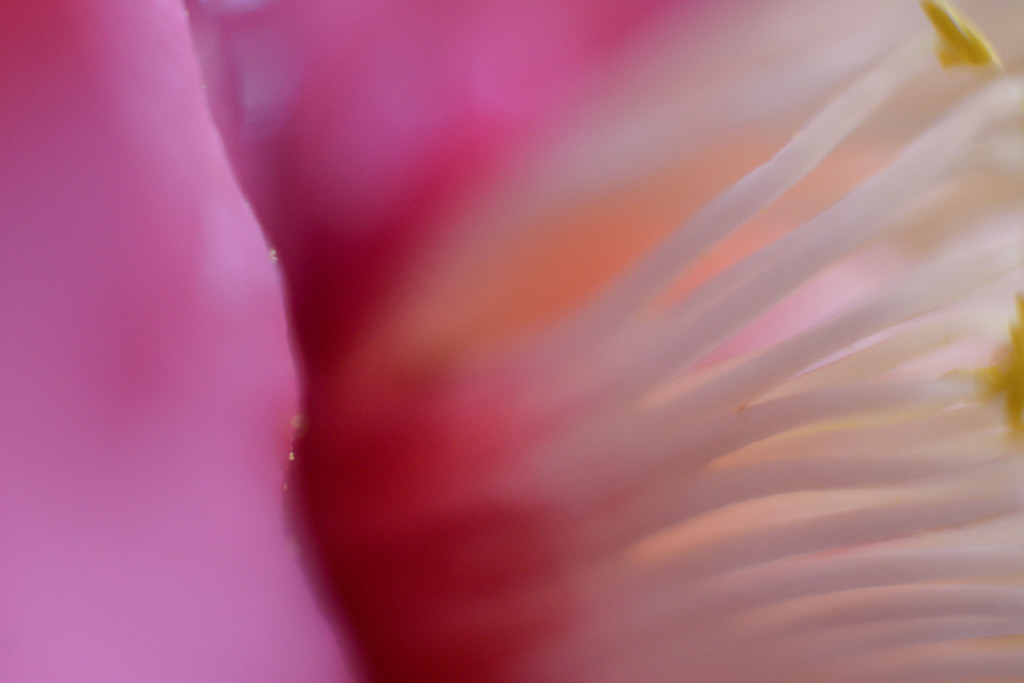 Camellia close up by jeneurell