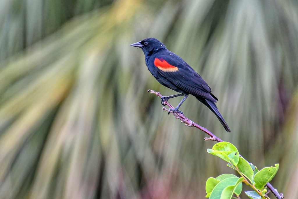 Red Winged Black Bird by danette