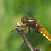 Broad-Bodied Chaser by philhendry