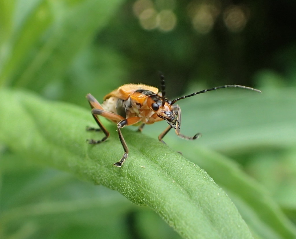 Margined Leatherwing Beetle by cjwhite