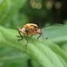 Margined Leatherwing Beetle by cjwhite