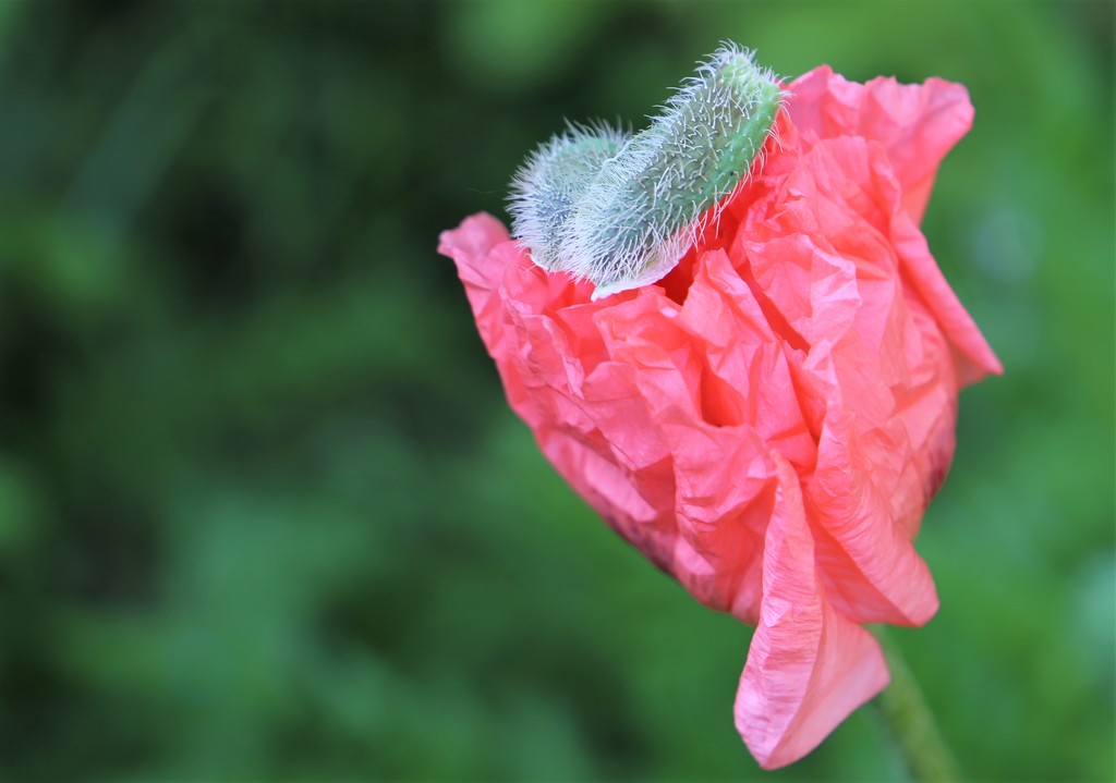 The Poppy Has Its Hat On ...... by phil_sandford
