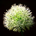 Sun Lit Allium by carole_sandford