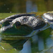 Frog closeup_DxO by rminer