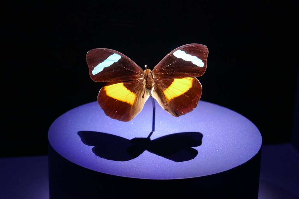 Butterfly at Museum of Natural History Washington DC by swagman
