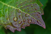 24th May 2018 - Hydrangea leaf