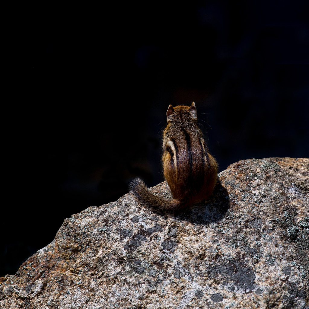 A young chipmunk surveys a shady world by berelaxed