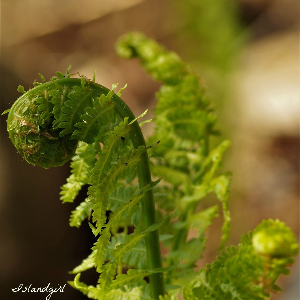 Fiddleheads by radiogirl