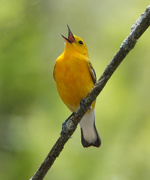 24th May 2018 - Prothonatary Warbler