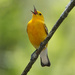 Prothonatary Warbler by annepann