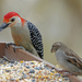 Red-bellied Woodpecker by annepann