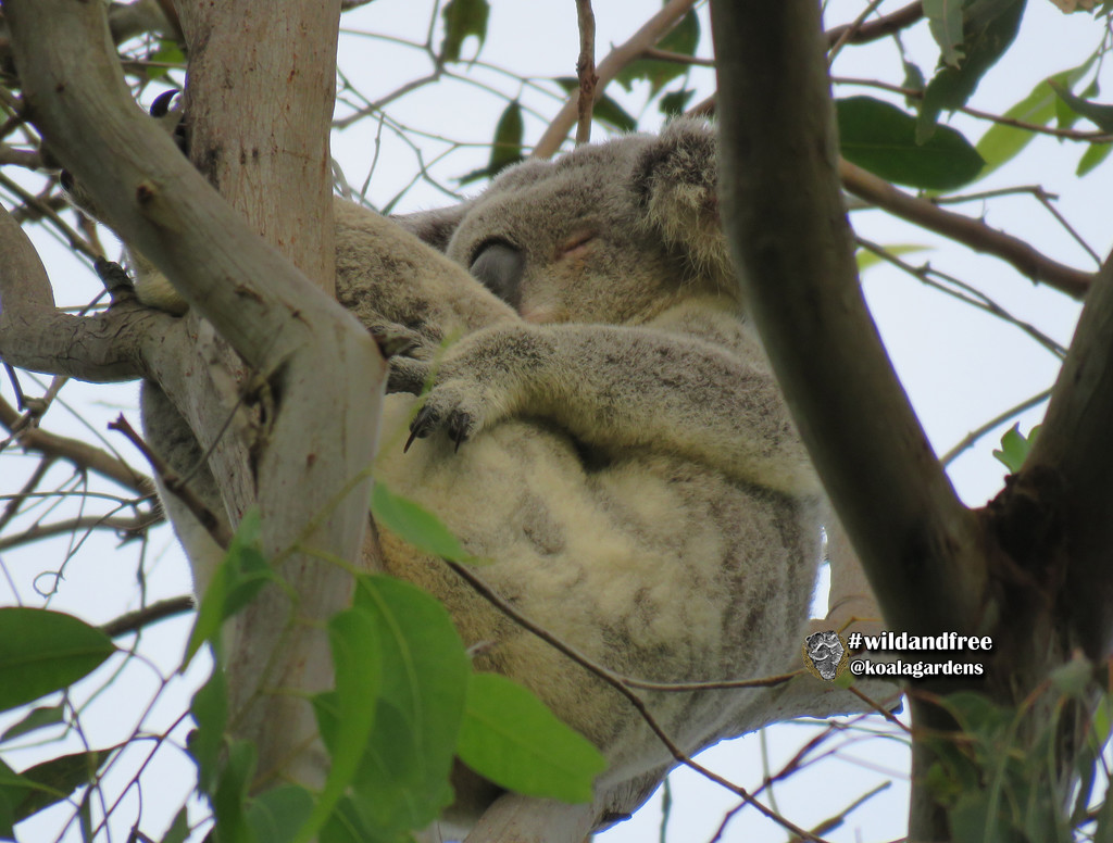heavy pouch by koalagardens