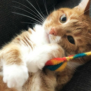 25th May 2018 - Honey & Her Toy