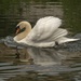 The Gracious Swan by bizziebeeme
