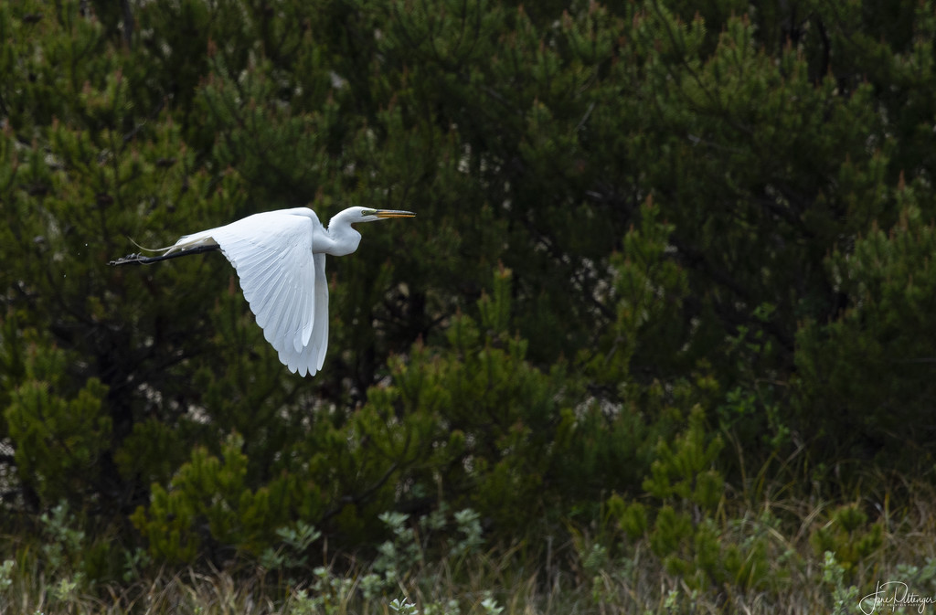 White Egret Flying and Talking by jgpittenger