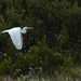 White Egret Flying and Talking by jgpittenger
