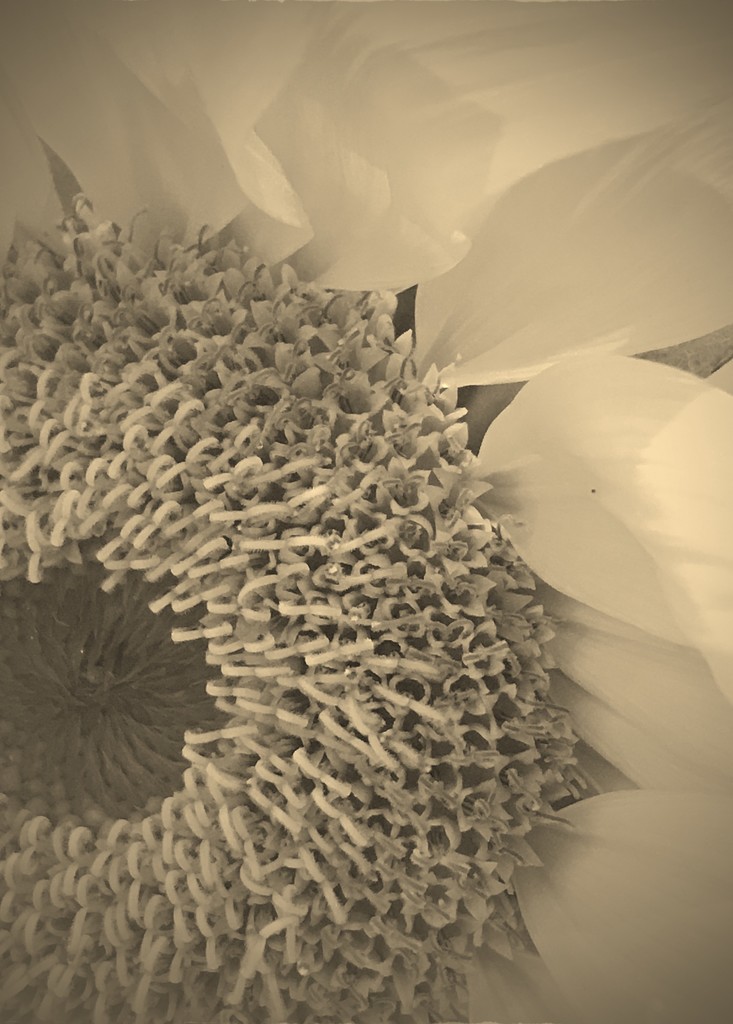 Day 250:  Sunflower by sheilalorson