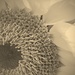 Day 250:  Sunflower by sheilalorson