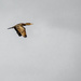 Cormorant in Flight by yorkshirekiwi