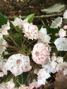 22nd May 2018 - mountain laurel in the parking lot