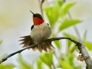 24th May 2018 - Ruby throated hummingbird 