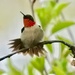 Ruby throated hummingbird  by amyk