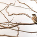 Simple sparrow by ulla