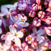 Macro Lilac by farmreporter