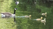 22nd May 2018 - Canada Goose and Goslings