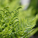 Fronds by seattlite
