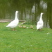 geese  by arthurclark
