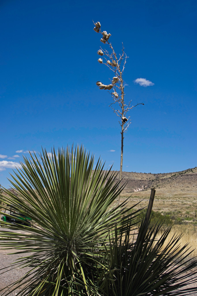 Yucca by eudora