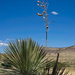 Yucca by eudora