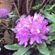 25th May 2018 - Rhododendron